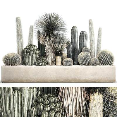 现代植物堆 仙人掌绿植组合